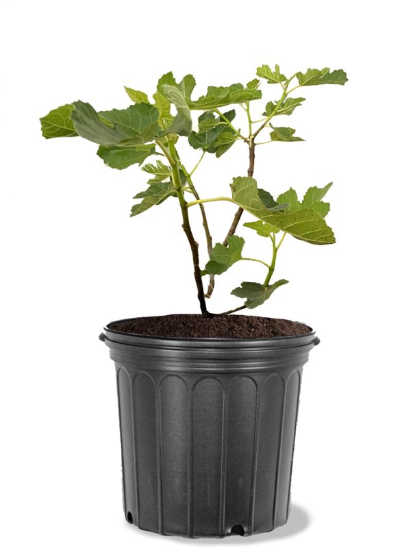 Fig Trees - Yellow Long Neck Online Hot Sale