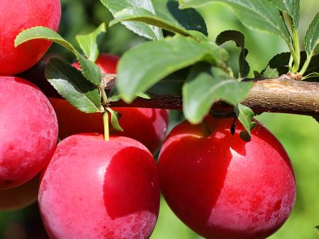 Plum Trees - Ruby Sweet For Sale