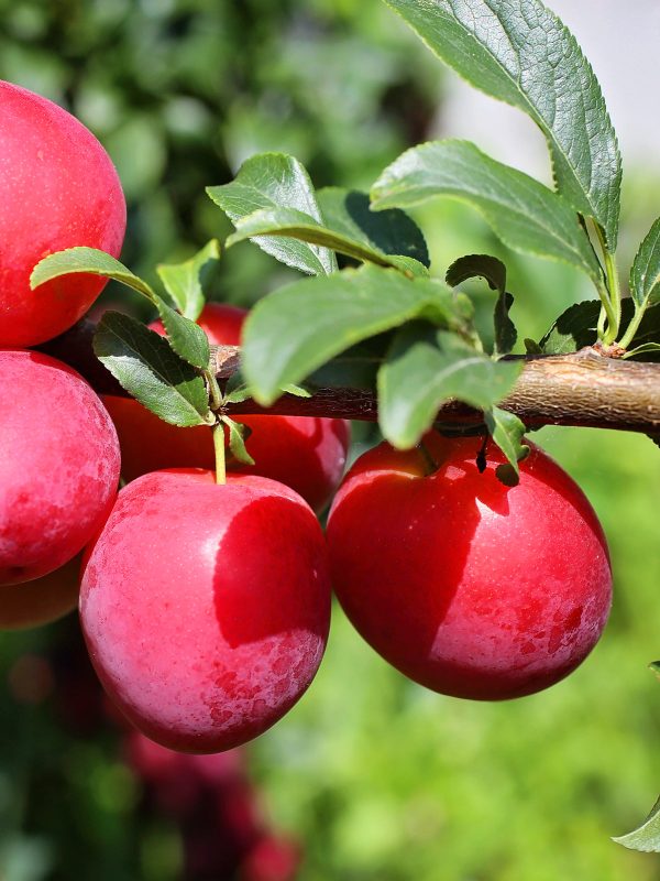 Plum Trees - Ruby Sweet For Sale