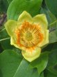 Poplar - Tulip on Sale