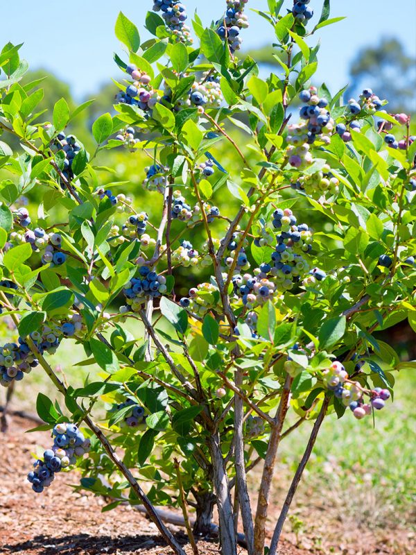 Blueberry - Home Bell (Rabbit Eye) Supply