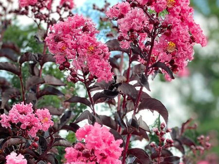 Crape Myrtle - Black Diamond Shell Pink Online Hot Sale