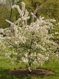 Crabapple - Floribunda on Sale