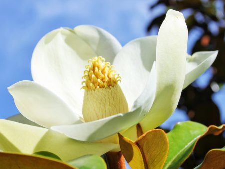 Magnolia - Bracken Brown Beauty (Southern) Online