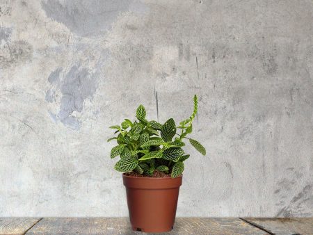 Fittonia  White  Online Hot Sale