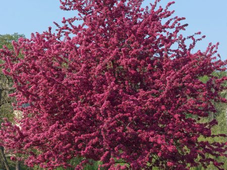 Crabapple - Prairiefire For Discount