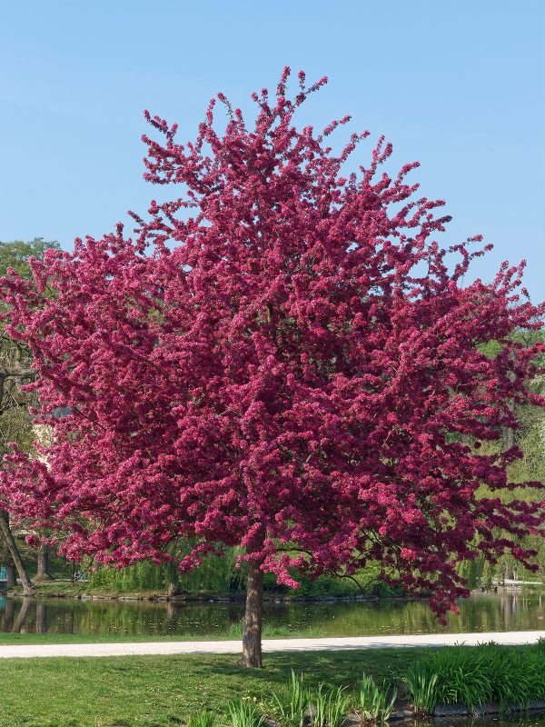 Crabapple - Prairiefire For Discount