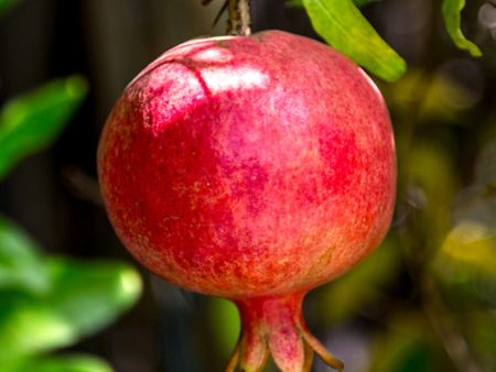 Pomegranate Trees - Russian #26 For Sale