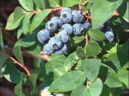 Blueberry - Sweet Crisp (Southern Highbush) Online