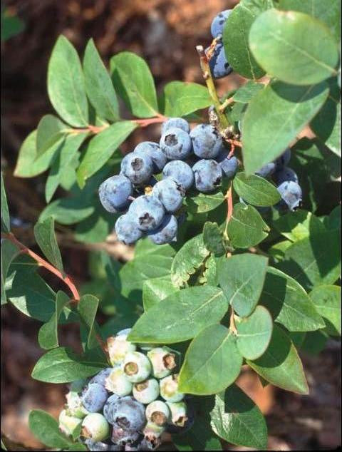 Blueberry - Sweet Crisp (Southern Highbush) Online