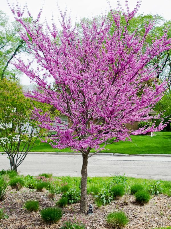 Redbud - Eastern Hot on Sale