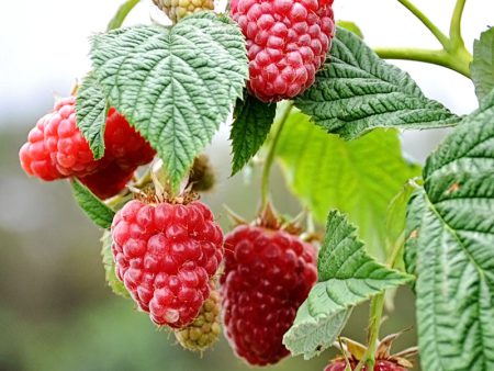 Raspberry - Heritage Hot on Sale