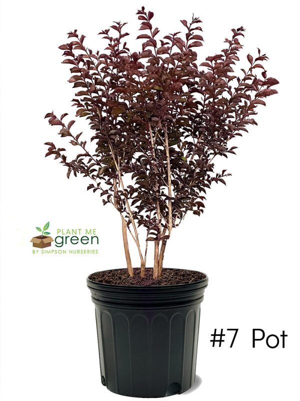 Crape Myrtle - First Editions® Midnight Magic™ Hot on Sale