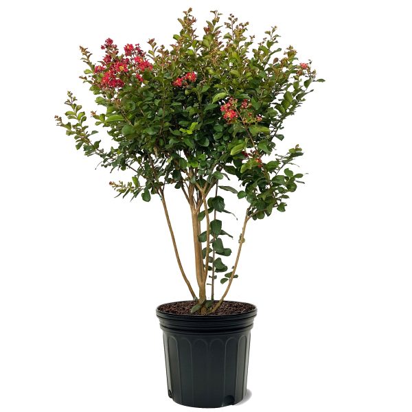 Crape Myrtle - Southern Living™ Scarlet Red Hot on Sale