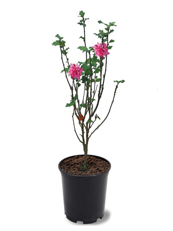 Althea - Double Pink For Sale