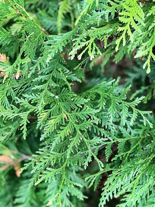 Arborvitae - Thuja Green Giant Online Hot Sale