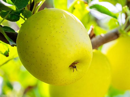 Apple Trees - Yellow Delicious Discount