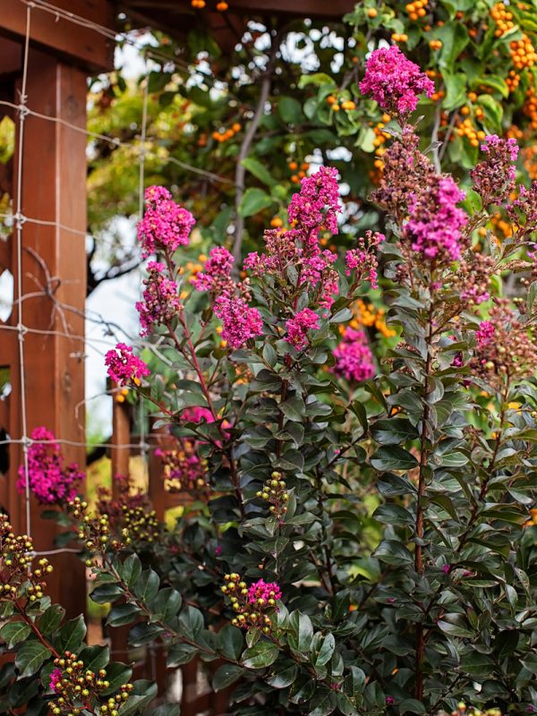 Crape Myrtle - First Editions® Plum Magic Online now