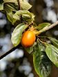 Persimmon Trees - Saijo (Astringent) Supply