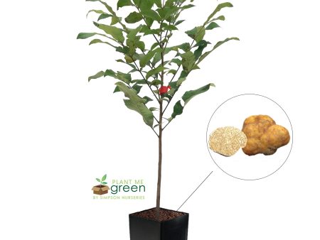 Pecan Trees - Truffle Online Hot Sale