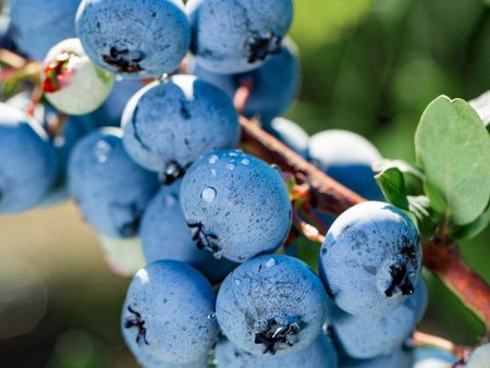 Blueberry - Powder Blue (Rabbit Eye) Online