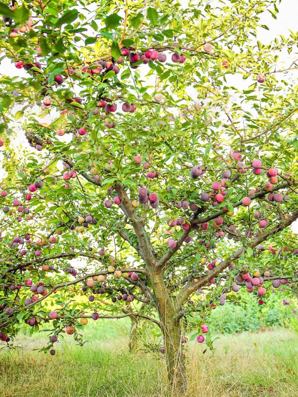 Plum Trees - Ruby Sweet For Sale