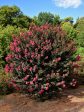 Crape Myrtle - First Editions® Plum Magic Online now