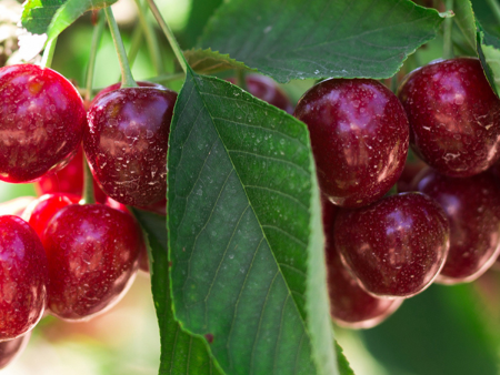 Cherry - Lapins on Sale