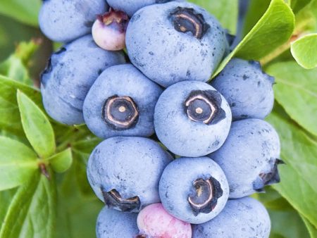 Blueberry - Arlen (Northern Highbush) Online