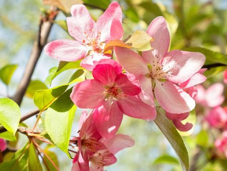 Crabapple - Floribunda on Sale