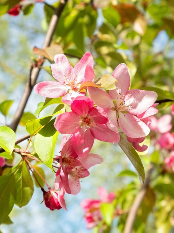 Crabapple - Floribunda on Sale