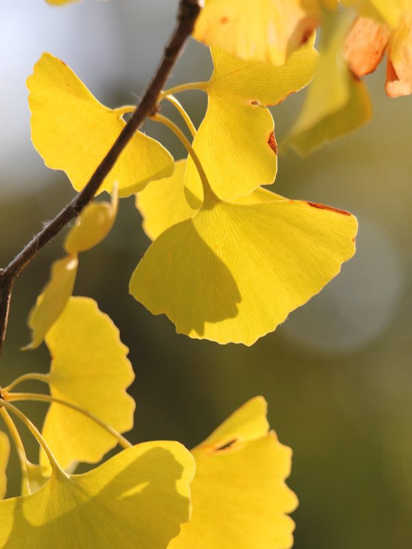 Ginkgo Biloba - Seedling Discount