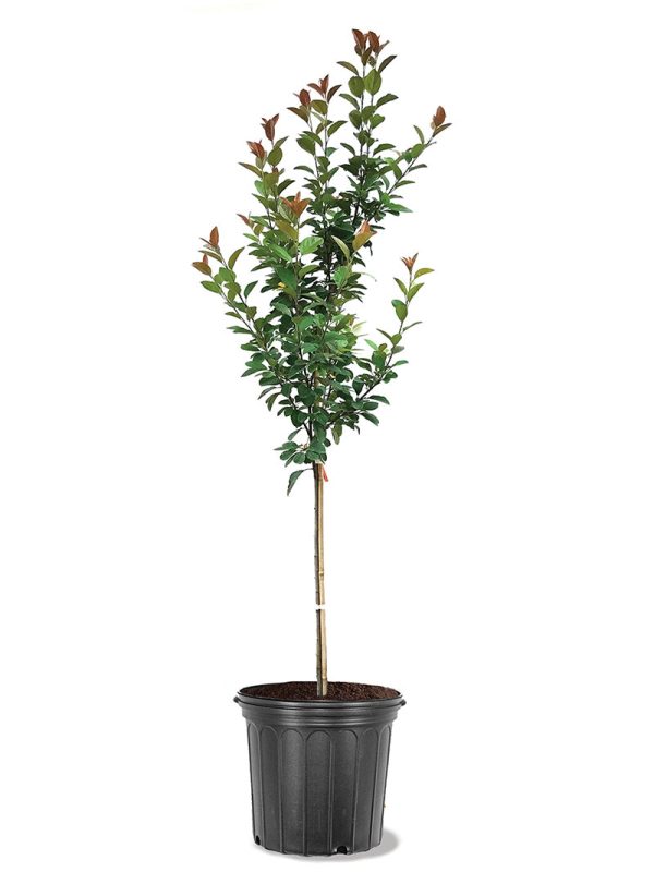 Crabapple - Floribunda on Sale