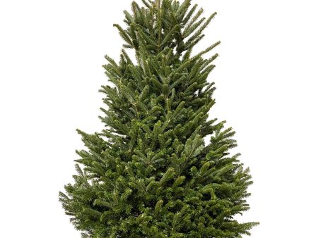 Fresh Cut Christmas Tree - Fraser Fir Fashion