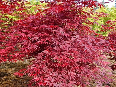 Maple - Japanese Emperor One Hot on Sale