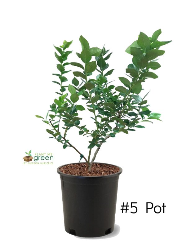 Blueberry - Star (Southern Highbush) on Sale