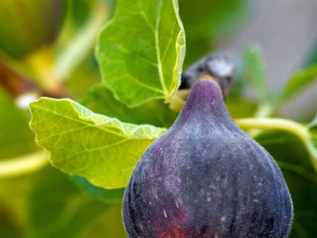 Fig Trees - Black Mission Discount