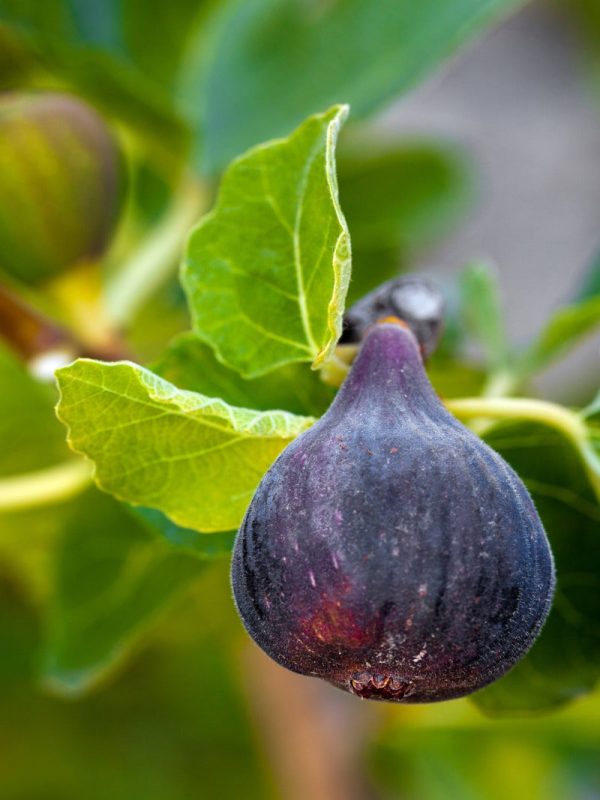 Fig Trees - Black Mission Discount