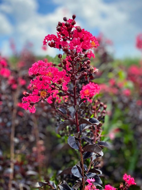 Crape Myrtle - First Editions® Midnight Magic™ Hot on Sale