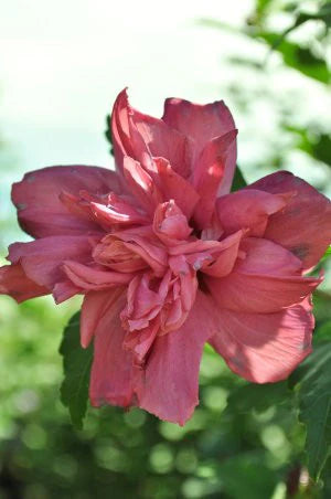 Althea - Double Pink For Sale