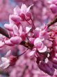 Redbud - Eastern Hot on Sale