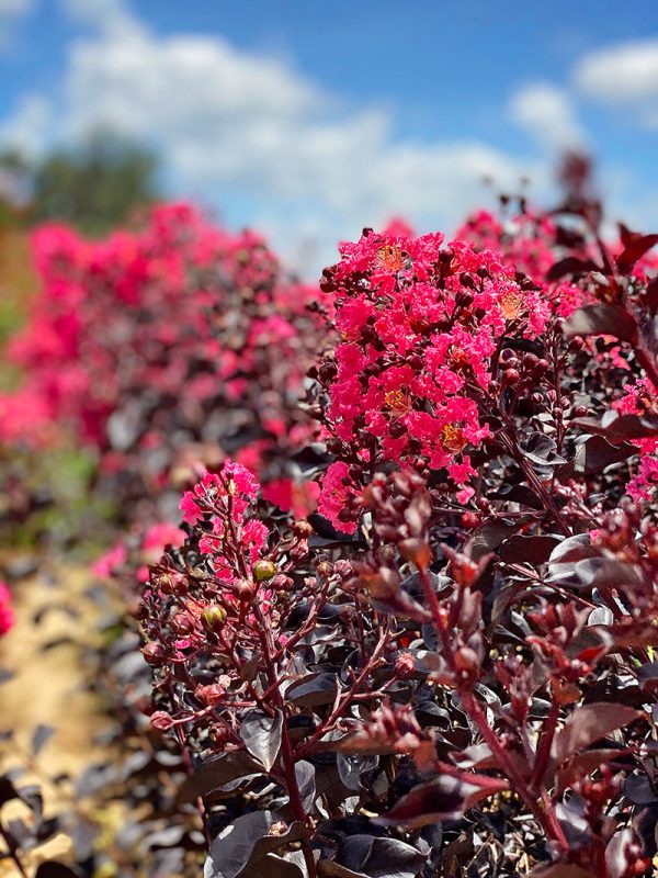 Crape Myrtle - First Editions® Midnight Magic™ Hot on Sale