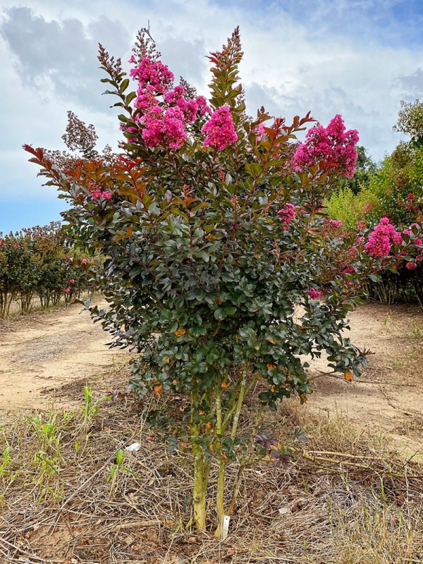 Crape Myrtle - First Editions® Plum Magic Online now