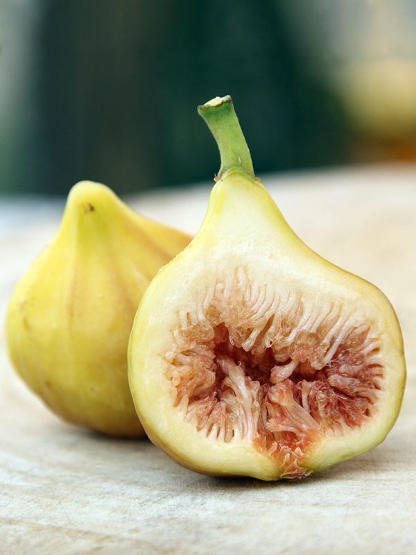 Fig Trees - Yellow Long Neck Online Hot Sale