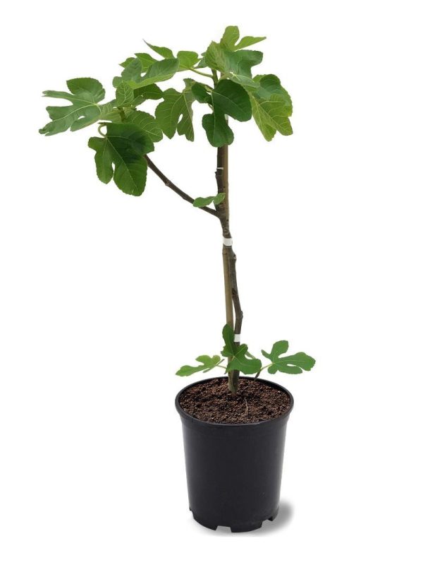 Fig Trees - Brown Turkey For Discount