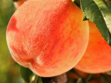 Peach Trees - Caroking Supply