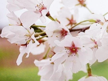 Cherry - Yoshino (Flowering) For Cheap