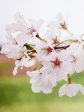 Cherry - Yoshino (Flowering) For Cheap