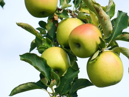 Apple Trees - Gold Rush Discount