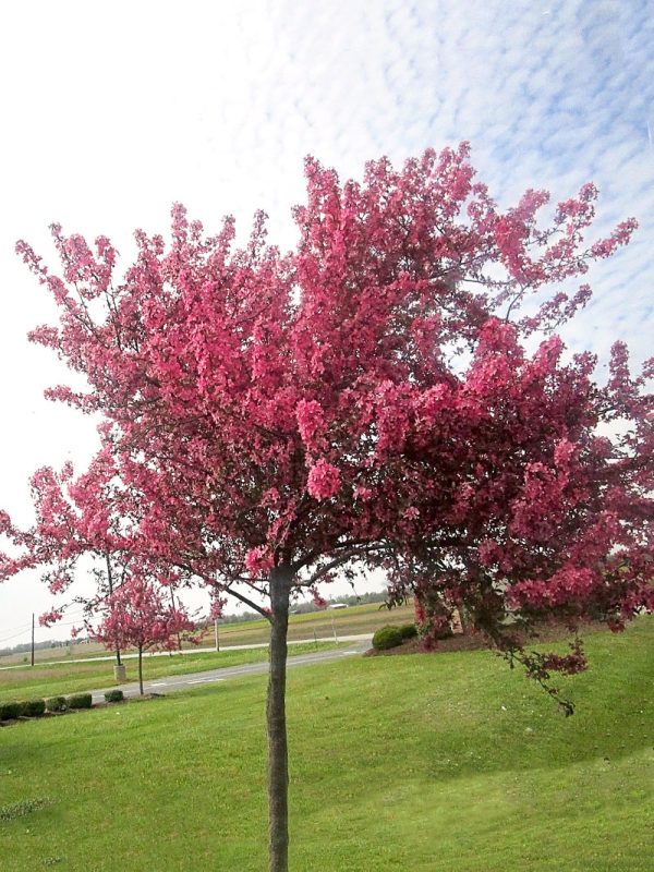 Crabapple - Profusion Online now